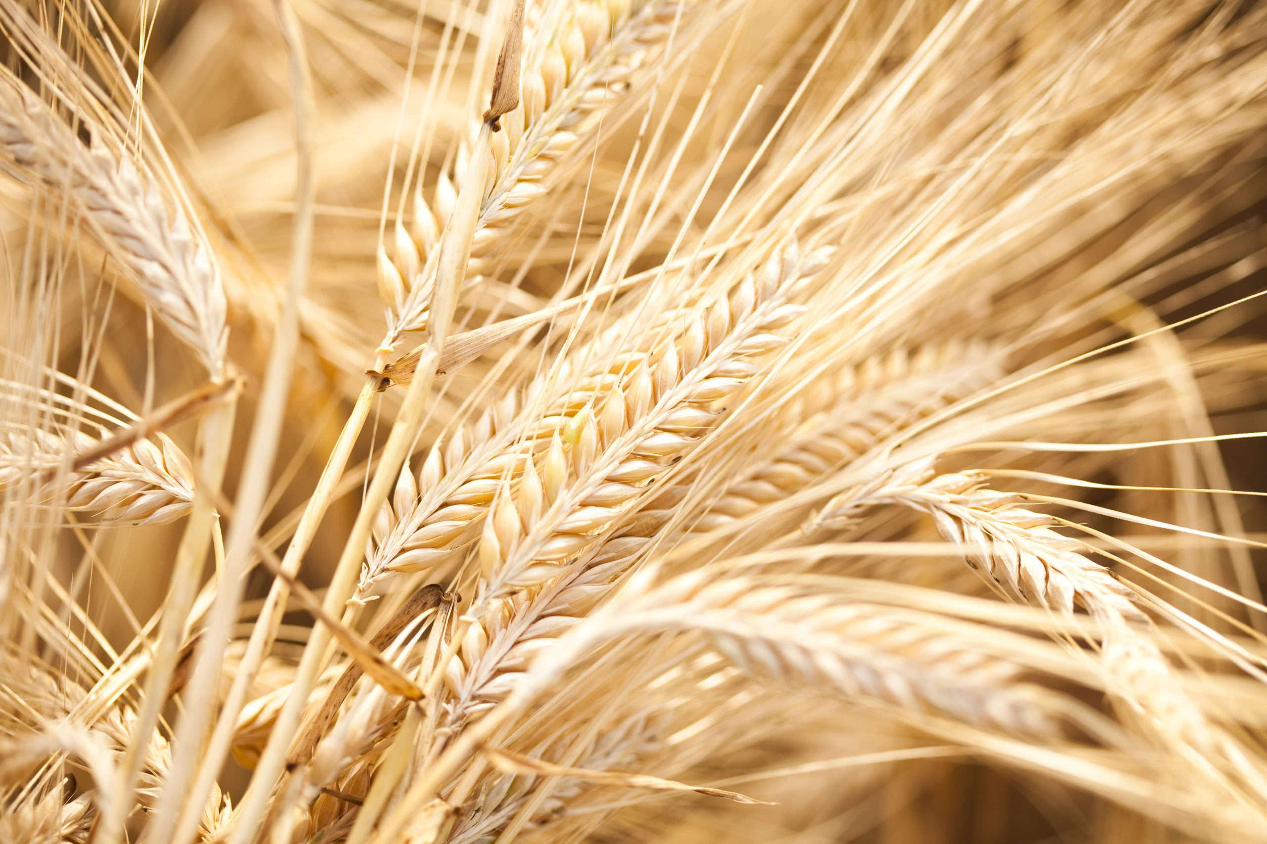 Course 7: Harvest, Handling, and Storage