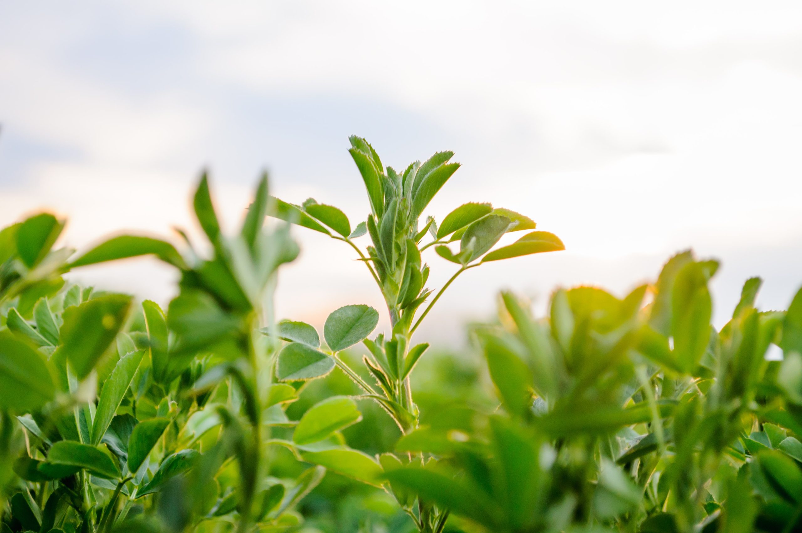 Course 8: Processing, Testing and Selling Seed