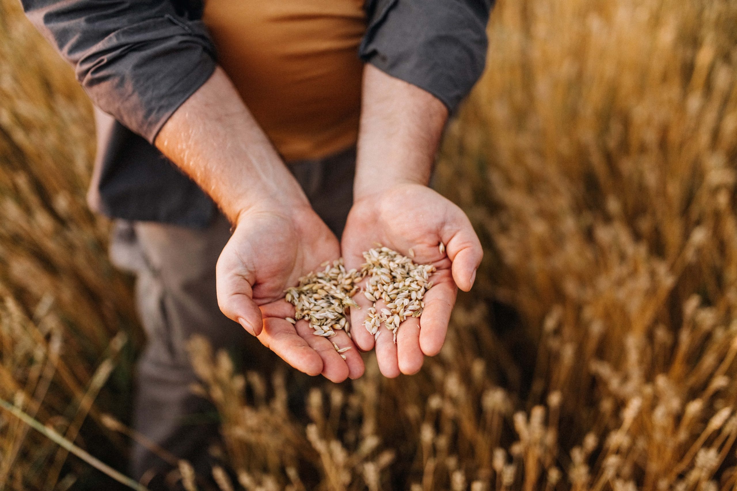 Course 10: Breeder Seed Production