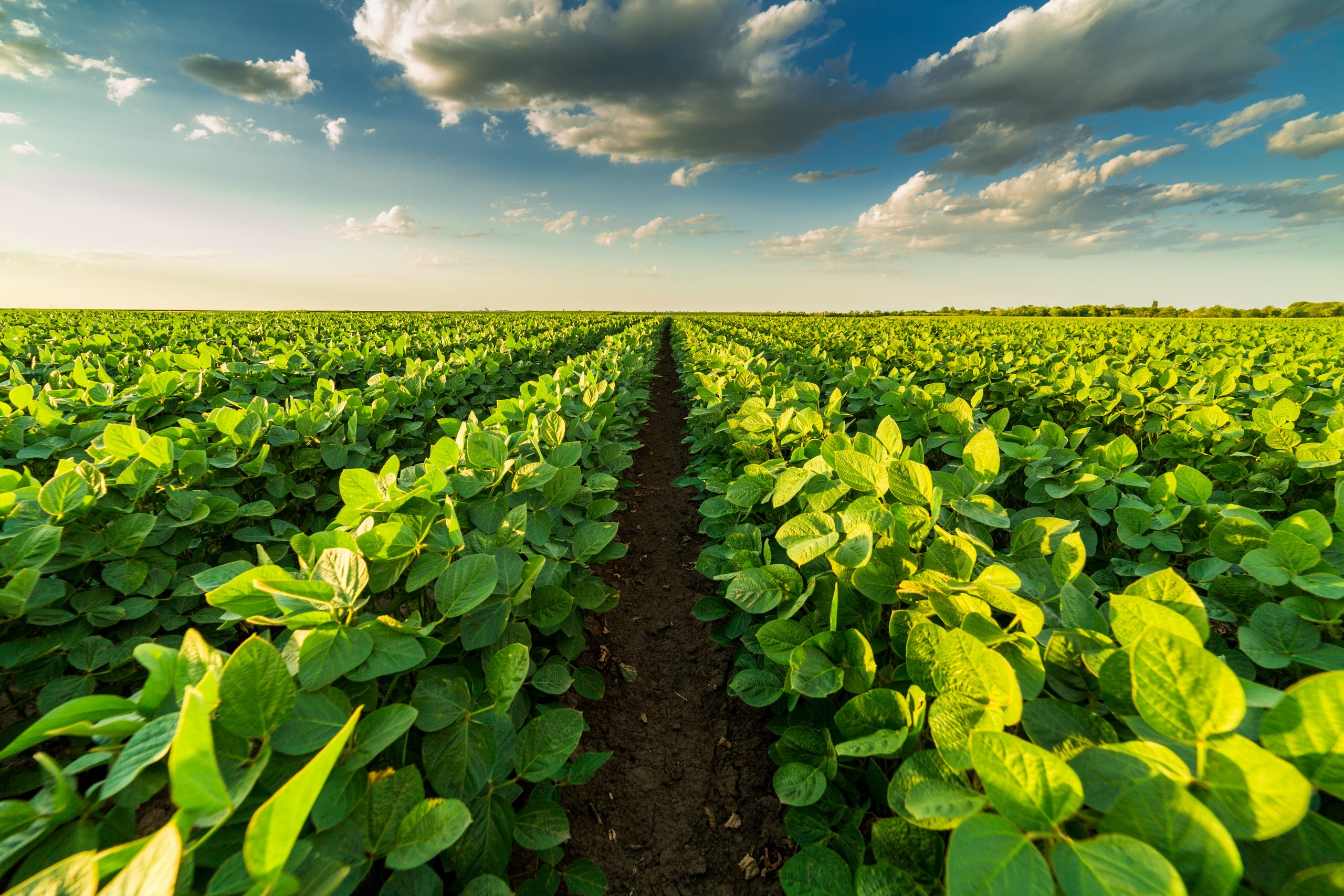 Program: Introduction to Seed Production